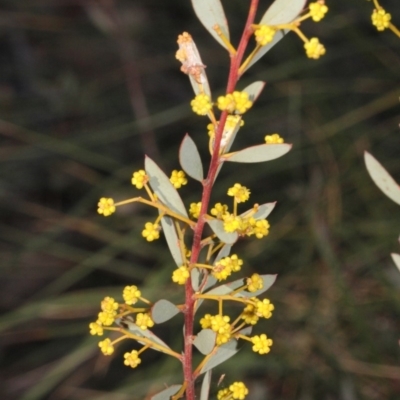 Acacia buxifolia subsp. buxifolia (Box-leaf Wattle) at Acton, ACT - 22 Aug 2019 by PeteWoodall