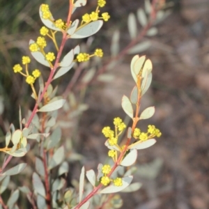 Acacia buxifolia subsp. buxifolia at Acton, ACT - 23 Aug 2019 09:45 AM