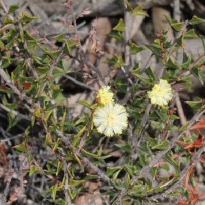 Acacia gunnii (Ploughshare Wattle) at ANBG - 22 Aug 2019 by PeteWoodall