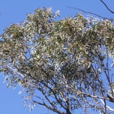 Eucalyptus macrorhyncha (Red Stringybark) at ANBG - 23 Aug 2019 by PeteWoodall