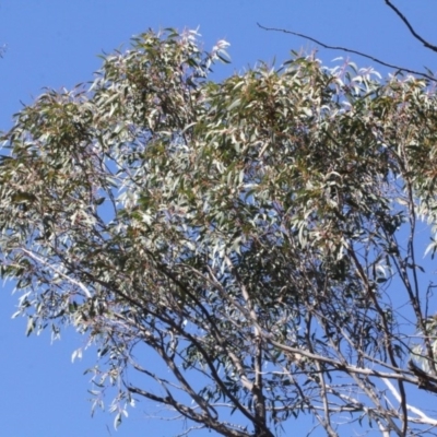 Eucalyptus macrorhyncha (Red Stringybark) at Acton, ACT - 23 Aug 2019 by PeteWoodall