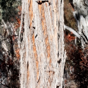 Eucalyptus macrorhyncha at Acton, ACT - 23 Aug 2019 10:06 AM