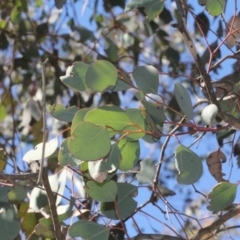 Eucalyptus polyanthemos at Acton, ACT - 23 Aug 2019