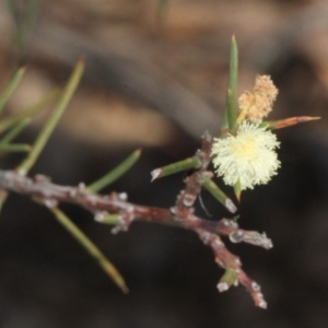 Acacia genistifolia at Acton, ACT - 23 Aug 2019 10:23 AM