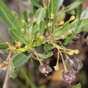 Dodonaea viscosa subsp. spatulata at Acton, ACT - 23 Aug 2019