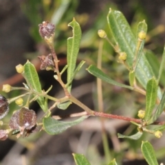 Dodonaea viscosa subsp. spatulata at Acton, ACT - 23 Aug 2019