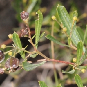 Dodonaea viscosa subsp. spatulata at Acton, ACT - 23 Aug 2019 10:40 AM