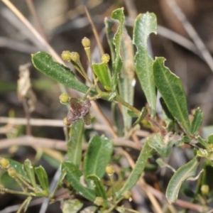 Dodonaea viscosa subsp. spatulata at Acton, ACT - 23 Aug 2019 10:40 AM