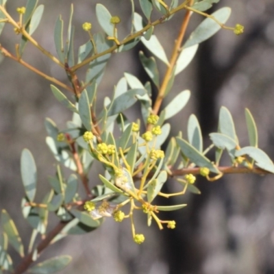 Acacia buxifolia subsp. buxifolia (Box-leaf Wattle) at ANBG - 23 Aug 2019 by PeteWoodall