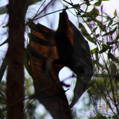 Pteropus poliocephalus (Grey-headed Flying-fox) at Moruya, NSW - 24 Jan 2020 by LisaH