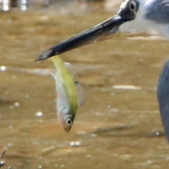 Perca fluviatilis (Redfin) at Jerrabomberra Wetlands - 24 Jan 2020 by RodDeb