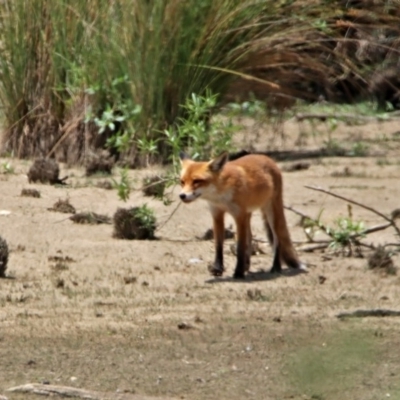 Vulpes vulpes (Red Fox) at Fyshwick, ACT - 24 Jan 2020 by RodDeb