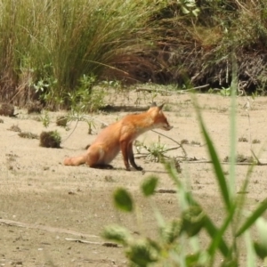 Vulpes vulpes at Fyshwick, ACT - 24 Jan 2020 01:04 PM