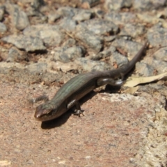 Lampropholis delicata (Delicate Skink) at Acton, ACT - 25 Jan 2020 by Christine