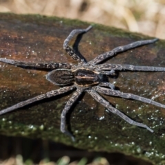 Dolomedes (genus) (Fishing spider) at Forde, ACT - 22 Jan 2020 by dannymccreadie