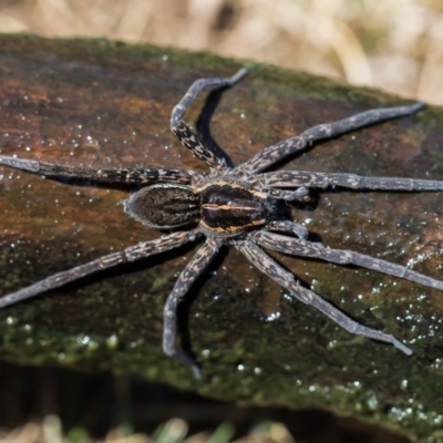 Dolomedes sp. (genus) (Fishing spider) at Forde, ACT - 21 Jan 2020 by dannymccreadie