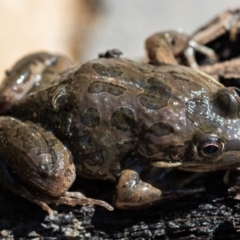 Limnodynastes tasmaniensis (Spotted Grass Frog) at Forde, ACT - 22 Jan 2020 by dannymccreadie