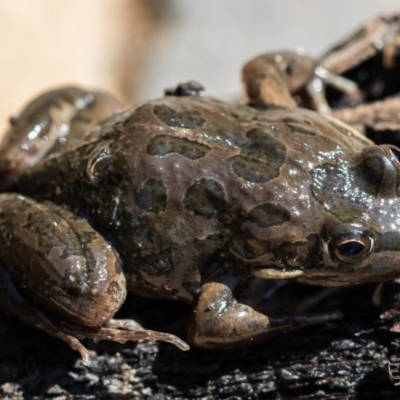 Limnodynastes tasmaniensis (Spotted Grass Frog) at Forde, ACT - 21 Jan 2020 by dannymccreadie