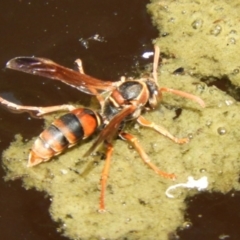 Polistes (Polistella) humilis (Common Paper Wasp) at Acton, ACT - 25 Jan 2020 by Christine