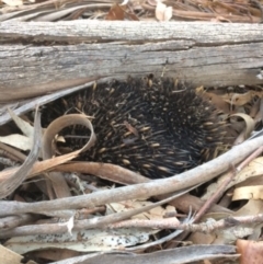 Tachyglossus aculeatus (Short-beaked Echidna) at Federal Golf Course - 25 Jan 2020 by KL
