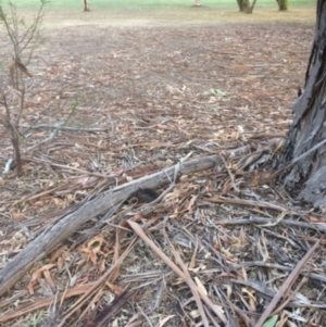 Tachyglossus aculeatus at Hughes, ACT - 25 Jan 2020