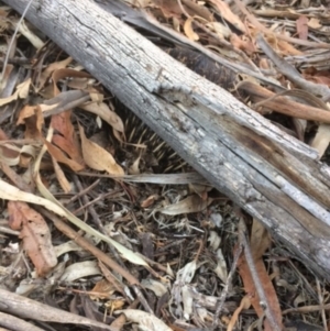 Tachyglossus aculeatus at Hughes, ACT - 25 Jan 2020