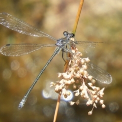 Austroargiolestes icteromelas (Common Flatwing) at Acton, ACT - 25 Jan 2020 by Christine