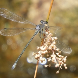 Austroargiolestes icteromelas at Acton, ACT - 25 Jan 2020