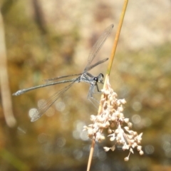 Austroargiolestes icteromelas at Acton, ACT - 25 Jan 2020