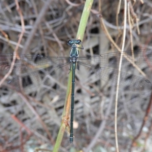 Austroargiolestes icteromelas at Acton, ACT - 25 Jan 2020