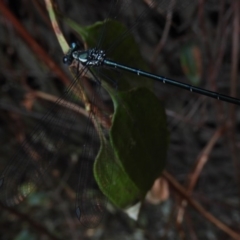 Austroargiolestes icteromelas at Acton, ACT - 25 Jan 2020