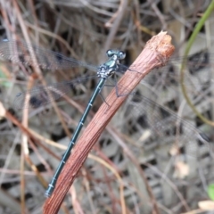 Austroargiolestes icteromelas at Acton, ACT - 25 Jan 2020