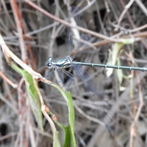 Austroargiolestes icteromelas at Acton, ACT - 25 Jan 2020