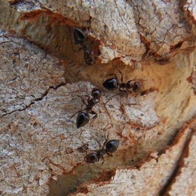 Crematogaster sp. (genus) (Acrobat ant, Cocktail ant) at Hackett, ACT - 25 Jan 2020 by Christine