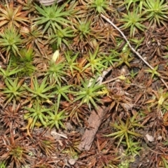 Dawsonia (genus) (A moss) at Acton, ACT - 23 Aug 2019 by PeteWoodall