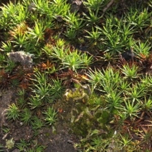 Dawsonia (genus) at Acton, ACT - 23 Aug 2019