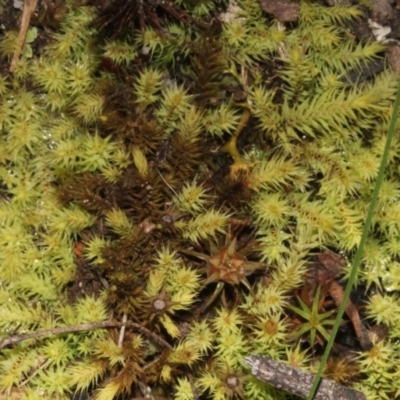 Breutelia (A moss) at Acton, ACT - 23 Aug 2019 by PeteWoodall