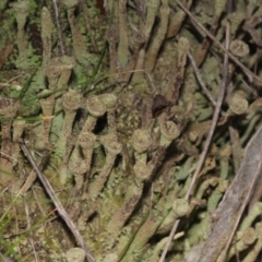 Cladonia sp. (genus) at Acton, ACT - 23 Aug 2019