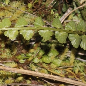 Asplenium flabellifolium at Acton, ACT - 23 Aug 2019