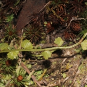 Asplenium flabellifolium at Acton, ACT - 23 Aug 2019