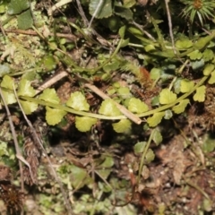 Asplenium flabellifolium at Acton, ACT - 23 Aug 2019