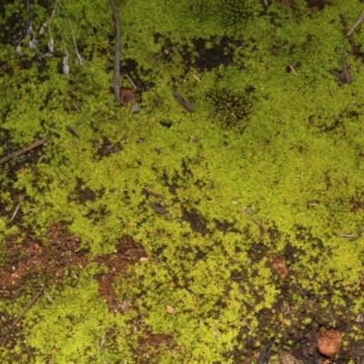 Dawsonia (genus) (A moss) at Acton, ACT - 23 Aug 2019 by PeteWoodall