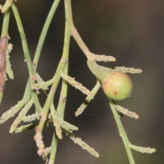 Omphacomeria acerba (Leafless Sour-bush) at Acton, ACT - 23 Aug 2019 by PeteWoodall