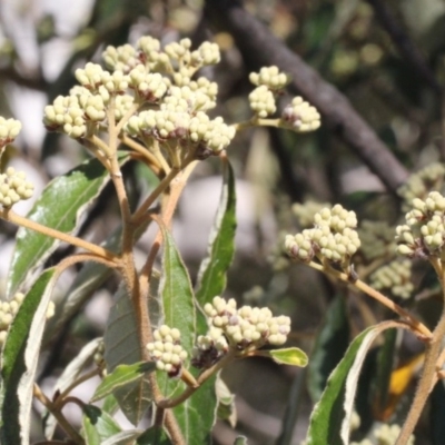 Pomaderris intermedia (Golden Pomaderris) at Acton, ACT - 23 Aug 2019 by PeteWoodall