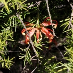 Grevillea juniperina subsp. sulphurea at Acton, ACT - 23 Aug 2019 by PeteWoodall