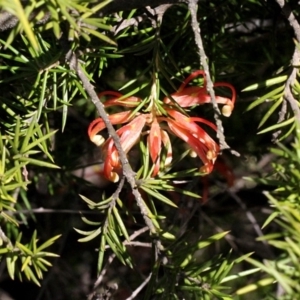 Grevillea juniperina subsp. sulphurea at Acton, ACT - 23 Aug 2019 11:29 AM