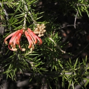 Grevillea juniperina subsp. sulphurea at Acton, ACT - 23 Aug 2019 11:29 AM