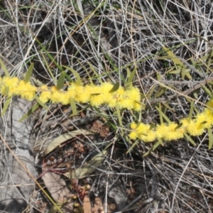 Acacia lanigera var. lanigera at Acton, ACT - 23 Aug 2019 11:31 AM