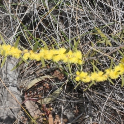 Acacia lanigera var. lanigera (Woolly Wattle, Hairy Wattle) at Acton, ACT - 23 Aug 2019 by PeteWoodall