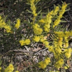 Acacia lanigera var. lanigera at Acton, ACT - 23 Aug 2019 11:31 AM